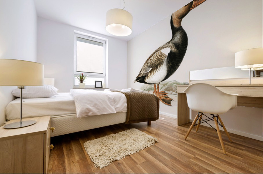 Red-crested Pochard Netta rufina Mural print