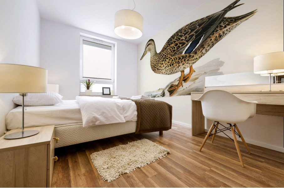 Mallard female Anas platyrhynchos Mural print