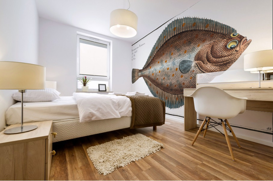 Plaise Pleuronectes Platessa Mural print