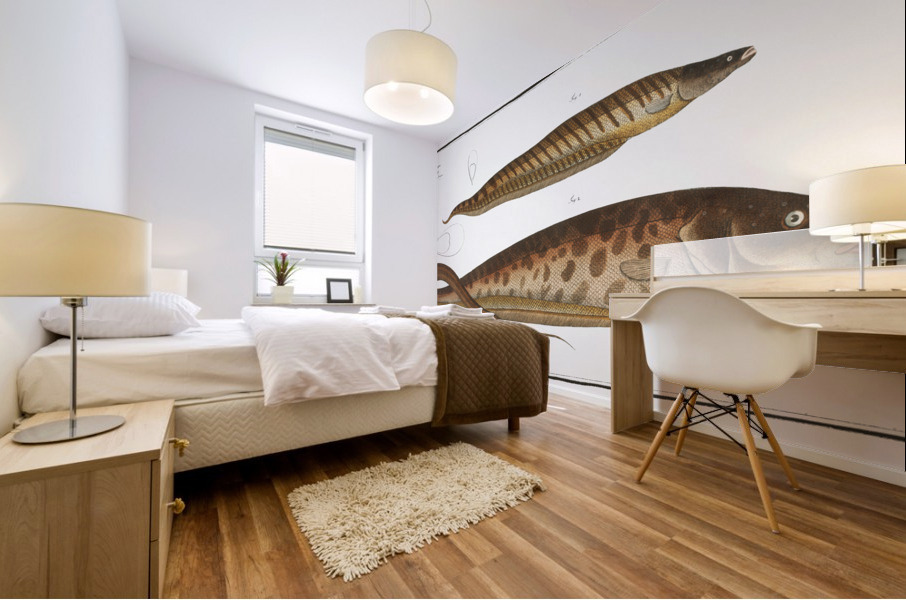 1. Gymnotus brachiurus 2. Gymnotus Carapo Mural print