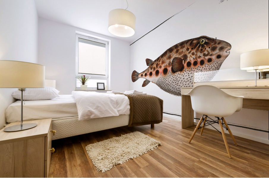 Spenglers Tetrodon Tetrodon Spengleri Mural print