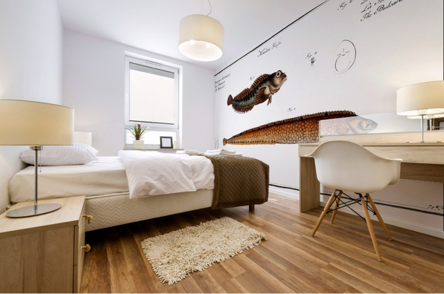 1. Butterfish Blennius Gunellus 2. Bulcard Blennius Pholis Mural print