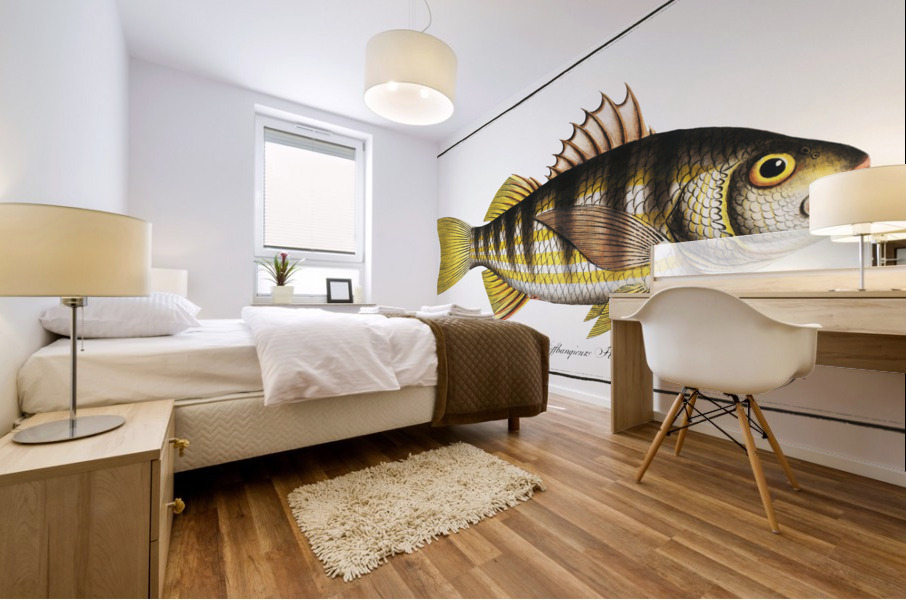 Plumiers Umber Sciaena Plümieri Mural print