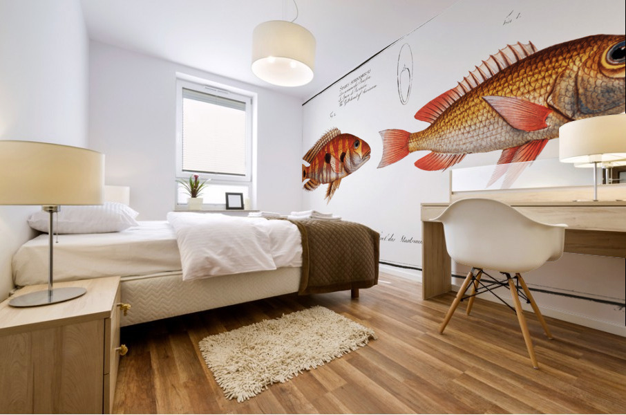 1. Japanese Gilt-head Sparus Japonicus 2. Gilt-head of Surinam Sparus Surinamensis Mural print