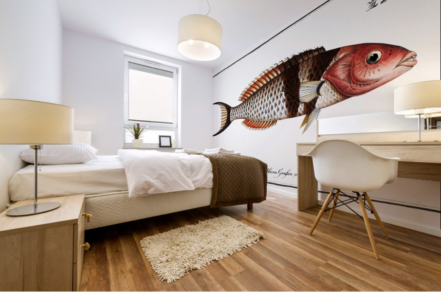 Double-Streaked Wrasse Labrus bifasciatus Mural print