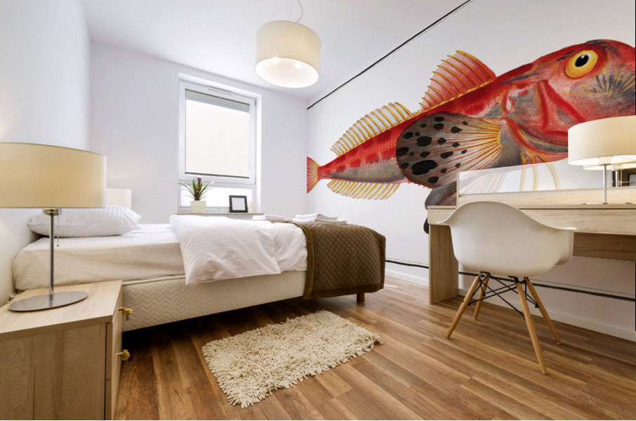 Streaked Gurnard Trigla lineata Mural print