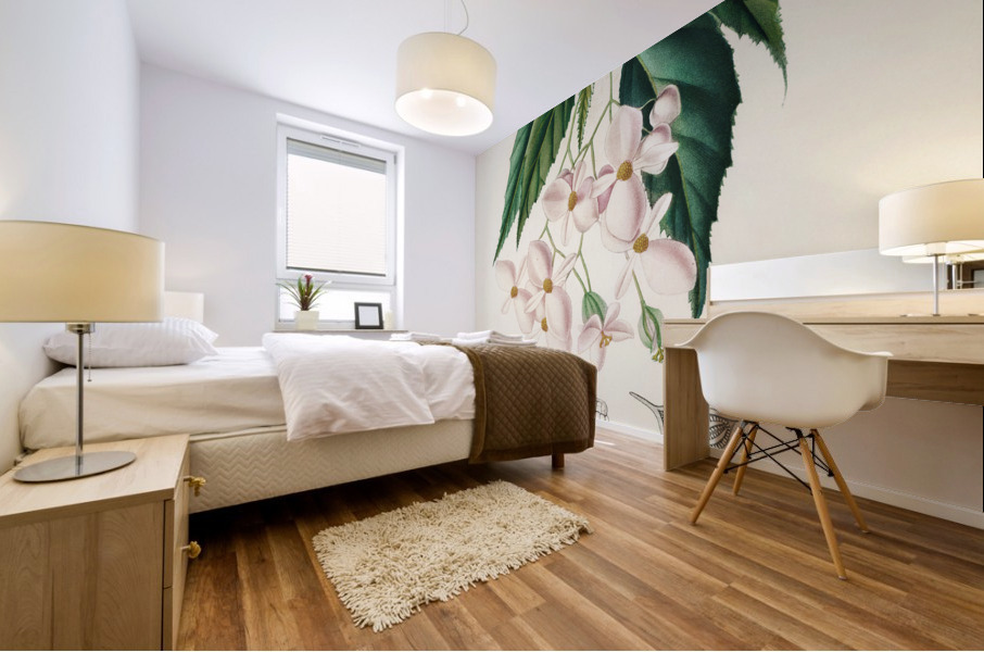 Begonia Begonia incarnata Mural print