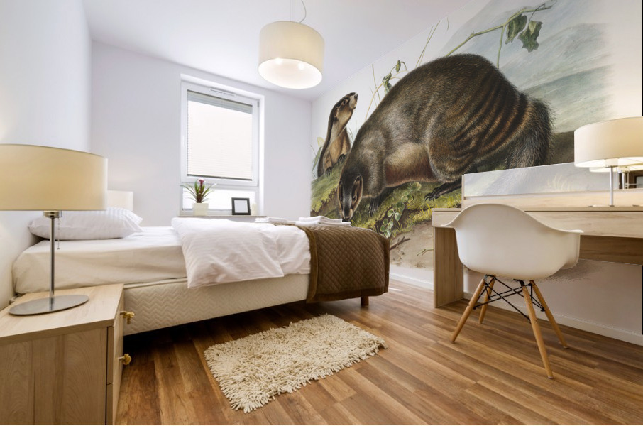 Hoary Marmot Arctomys pruinosus  Mural print