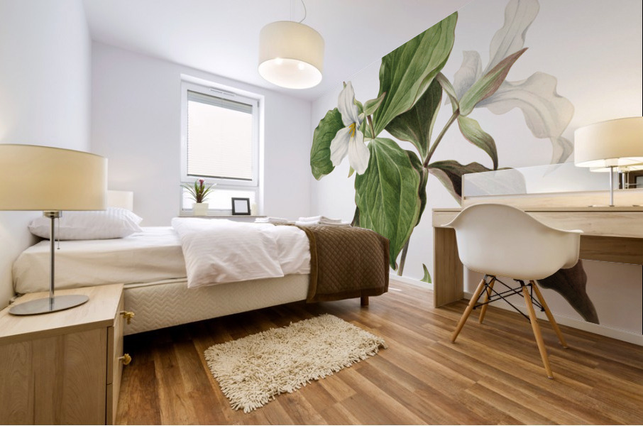 Large White Trillium Trillium grandiflorum 1923 Mural print