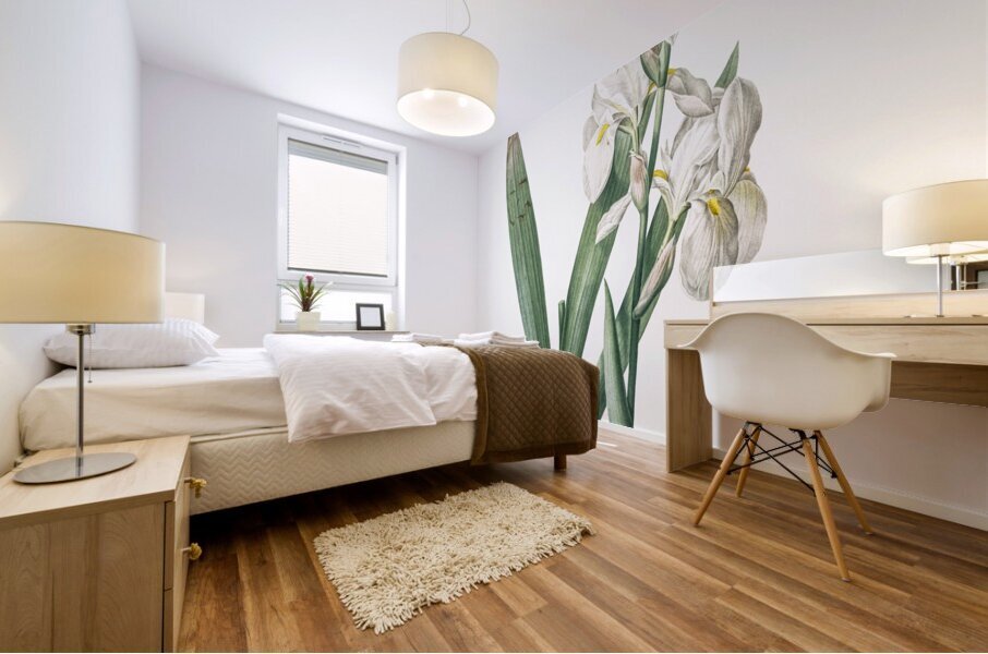 Iris florentina illustration  Mural print