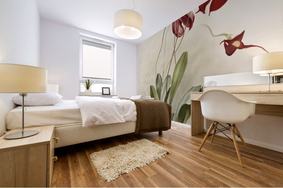 Masdevallia harryana splendens from Reichenbachia Orchids 1888-1894 illustrated by Frederick Sander 1847-1920.  Mural print