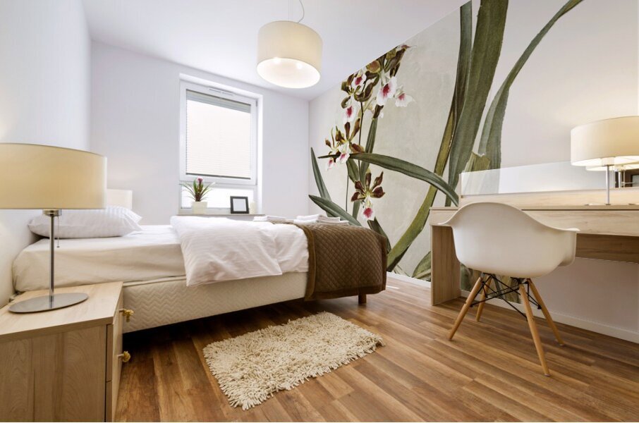 Rands Encyclia Epidendrum atro-purpureum var randianum from Reichenbachia Orchids 1888-1894 illustrated by Frederick Sander 1847-1920.  Mural print