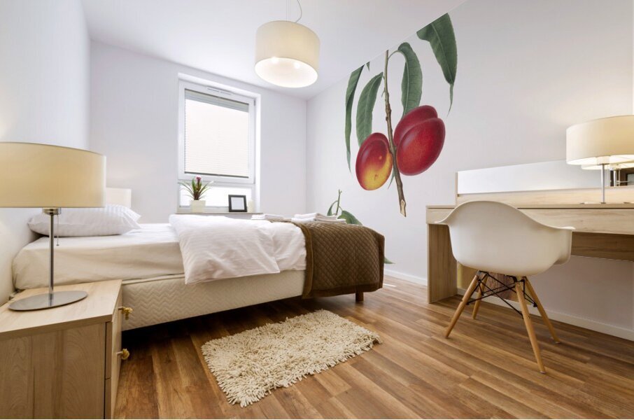 Walnut peach Persica from Pomona Italiana 1817 - 1839 by Giorgio Gallesio 1772-1839.  Mural print