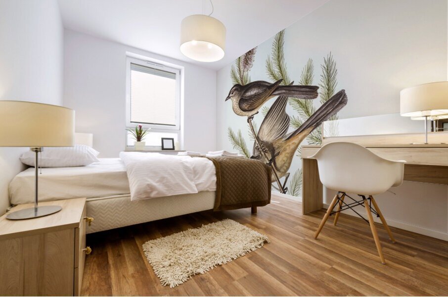 Buff-bellied shrike-thrush Colluricincla rufiventris illustrated by Elizabeth Gould 1804–1841 for John Gould’s 1804-1881 Birds of Australia  Mural print