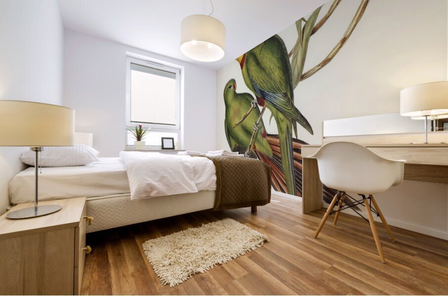 Black-tailed Parakeet Polytelis melanura illustrated by Elizabeth Gould 1804–1841 for John Gould’s 1804-1881 Birds of Australia  Mural print