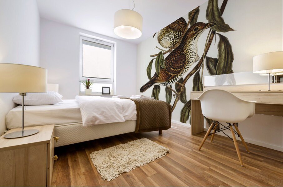 Moutain Thrush Oreocincla lunulata illustrated by Elizabeth Gould 1804–1841 for John Gould’s 1804-1881 Birds of Australia  Mural print