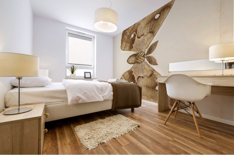 Polyphemus Moth Telea Polyphemus from Moths and Butterflies of the United States 1900 by Sherman F. Denton 1856-1937.  Mural print