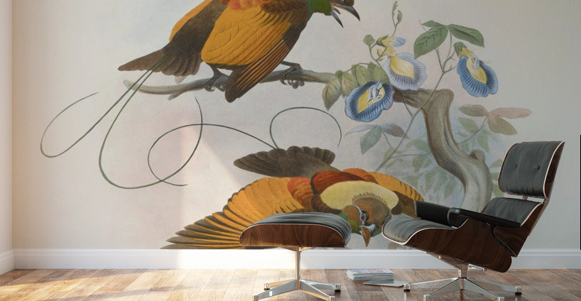 Diphyllodes chrysoptera 1873 Wall Murals