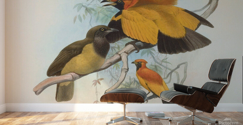 Xanthomelus aureus 1873 Wall Murals