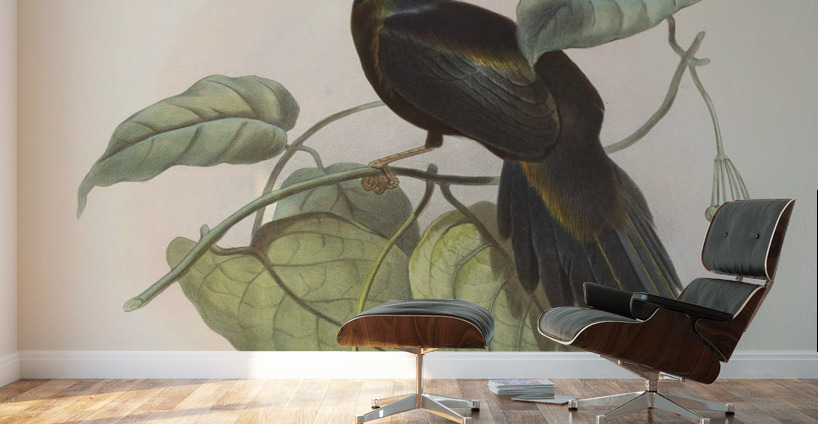 Paradigalla carunculata 1873 Wall Murals