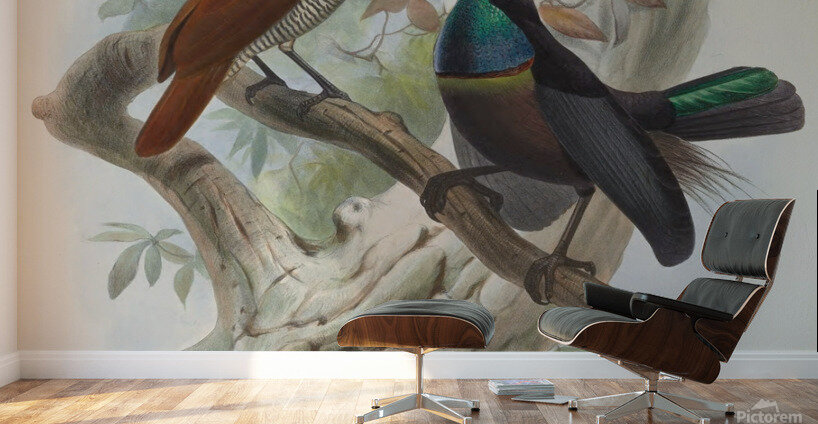 Ptiloris magnificus 1873 Wall Murals