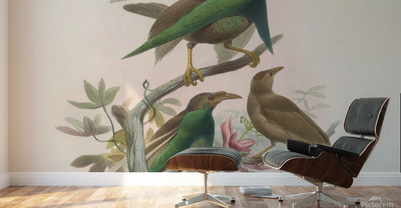 Semioptera Wallacii 1873 Wall Murals