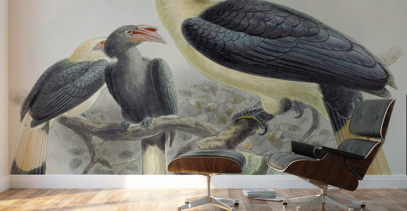 Penelopides affinis 1882 Wall Murals