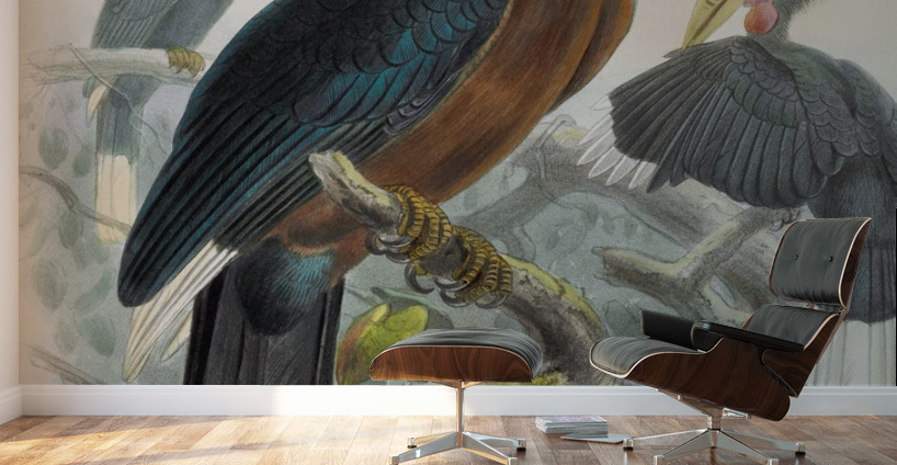 Aceros nepalensis 1882 Wall Murals