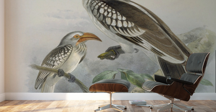 Tockus flavirostris 1882 Wall Murals