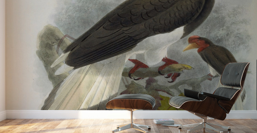 Rhinoplax vigil 1882 Wall Murals