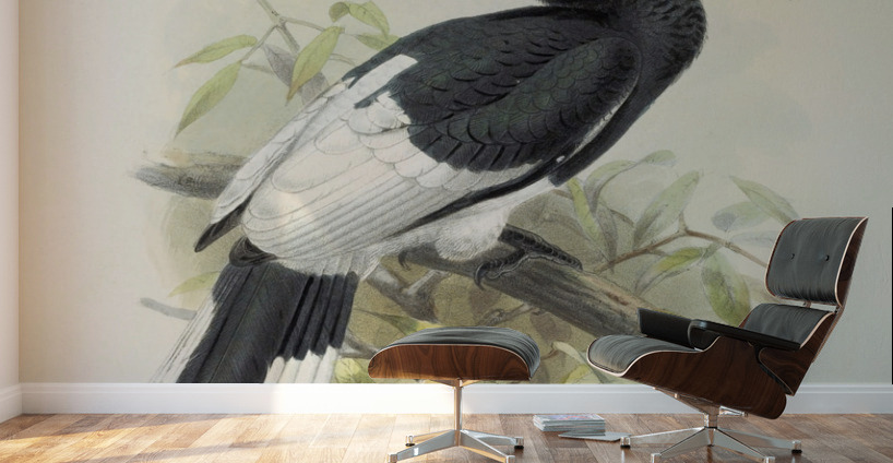 Bycanistes subquadratus 1882 Wall Murals