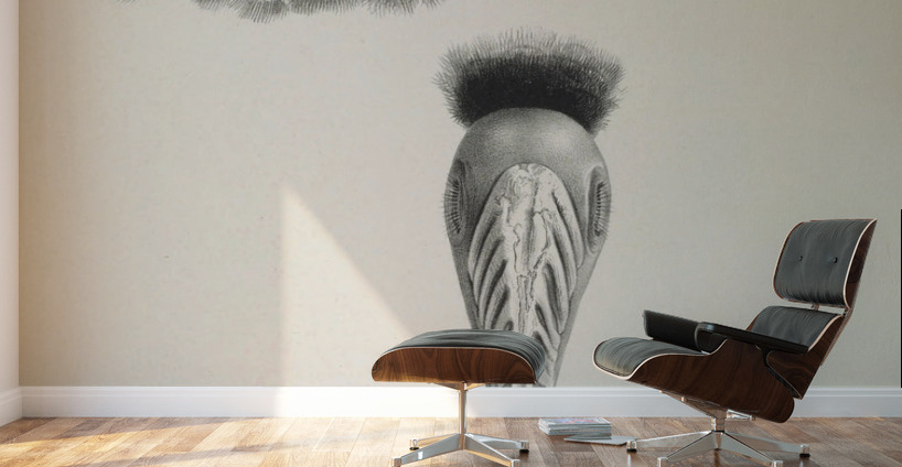 Pholidophalus casuarinus 1882 Wall Murals