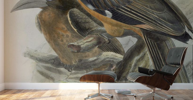 Anorrhinus tickelli 1882 Wall Murals