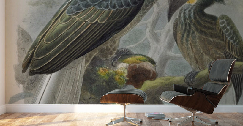 Anorrhinus galeritus 1882 Wall Murals