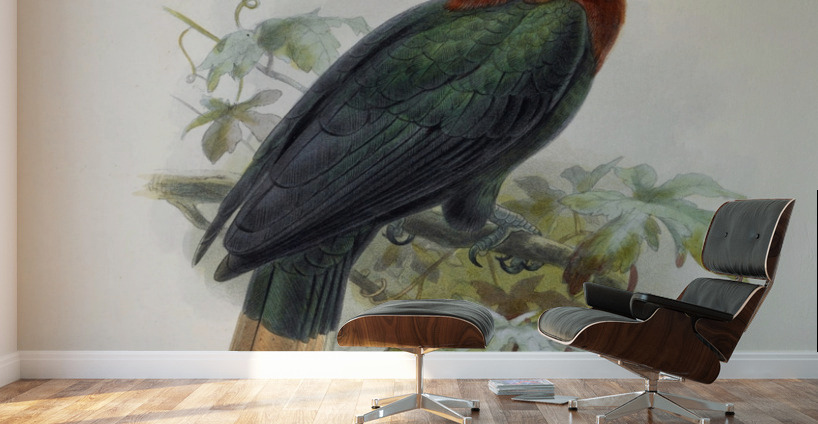 Cranorrhinus waldeni 1882 Wall Murals