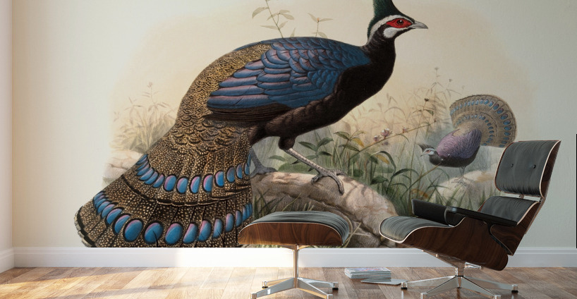 Polyplectron emphanum. 1872 Wall Murals