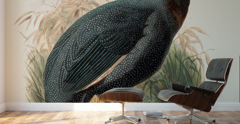 Numida Verreauxii. 1872 Wall Murals