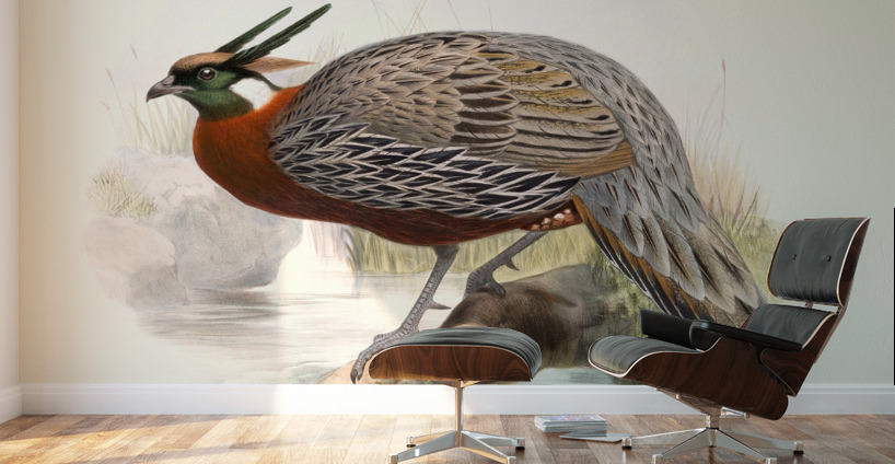 Purcasia Duvauceli. 1872 Wall Murals