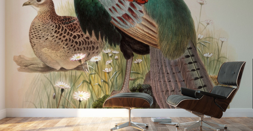 Phasianus versicolor. 1872 Wall Murals