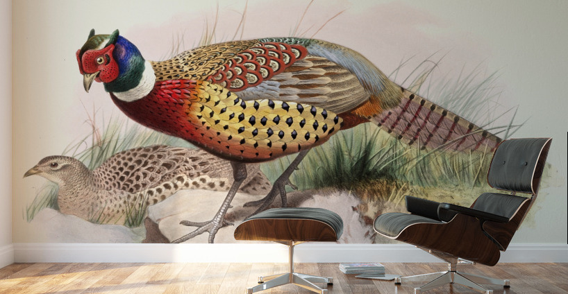 Phasianus torquatus. 1872 Wall Murals
