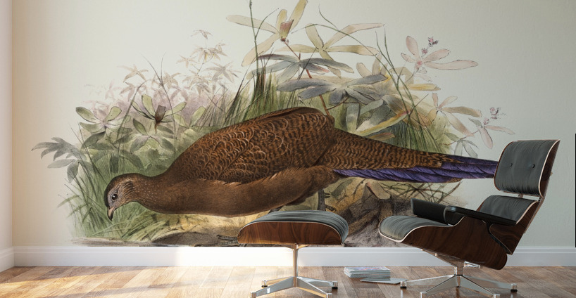 Polyplectron chalcurum. 1872 Wall Murals