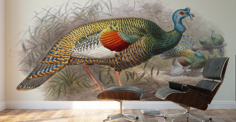 Melaeacris Ocellata 1872 Wall Murals