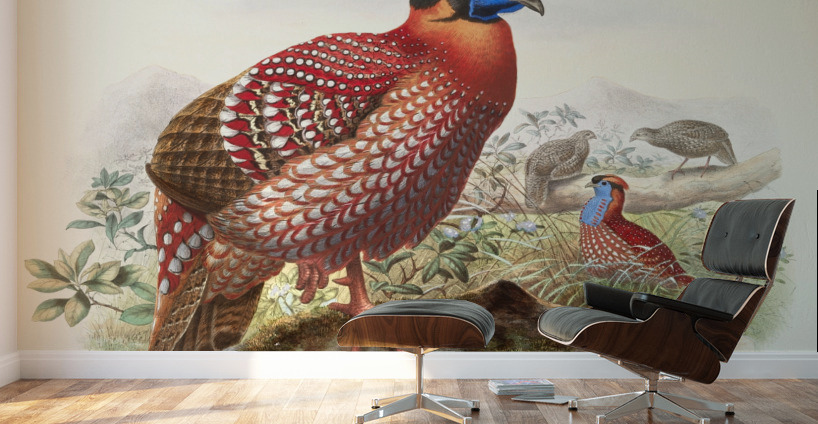 Ceriornis melanocephala. 1872 Wall Murals