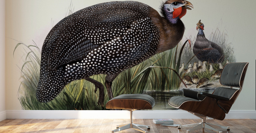 Numida meleagris. 1872 Wall Murals