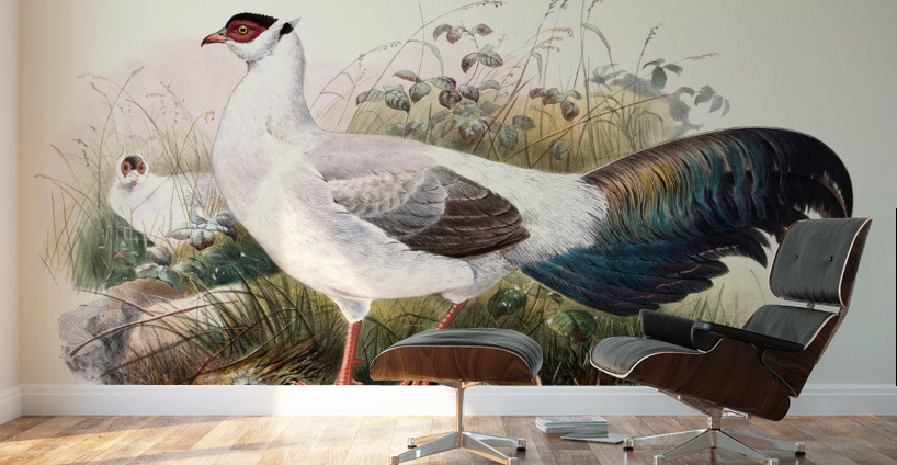 Crossoptilon thibetanum. 1872 Wall Murals