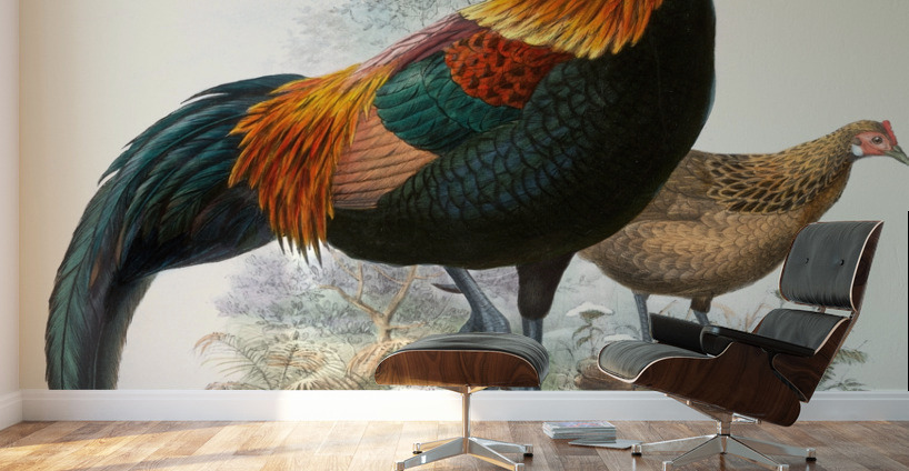 Gallus ferrugineus. 1872 Wall Murals