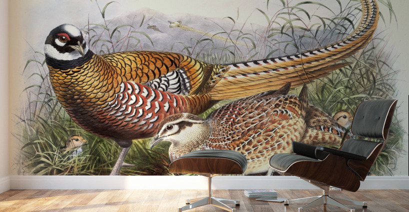 Phasianus Reevesii. 1872 Wall Murals