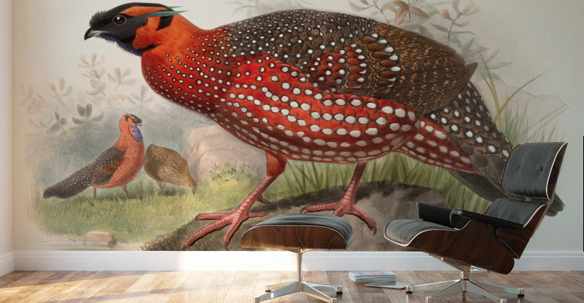 Ceriornis satyra. 1872 Wall Murals