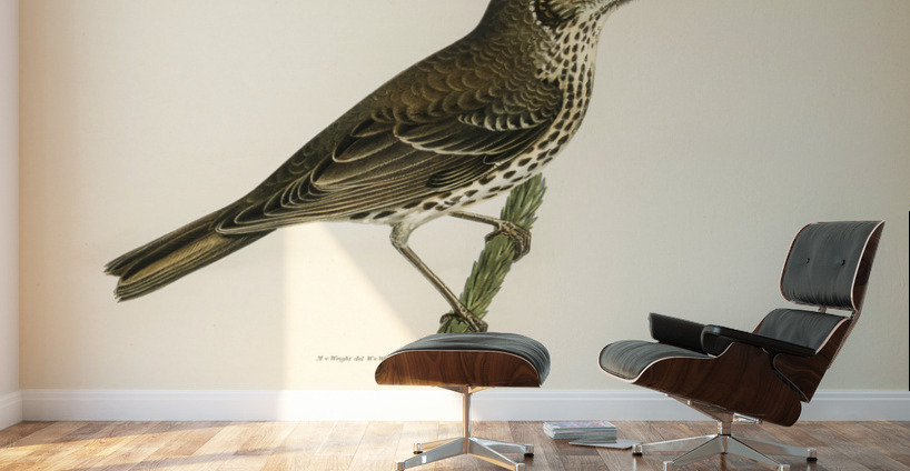 Redwing-Song thrush Turdus usicus Wall Murals