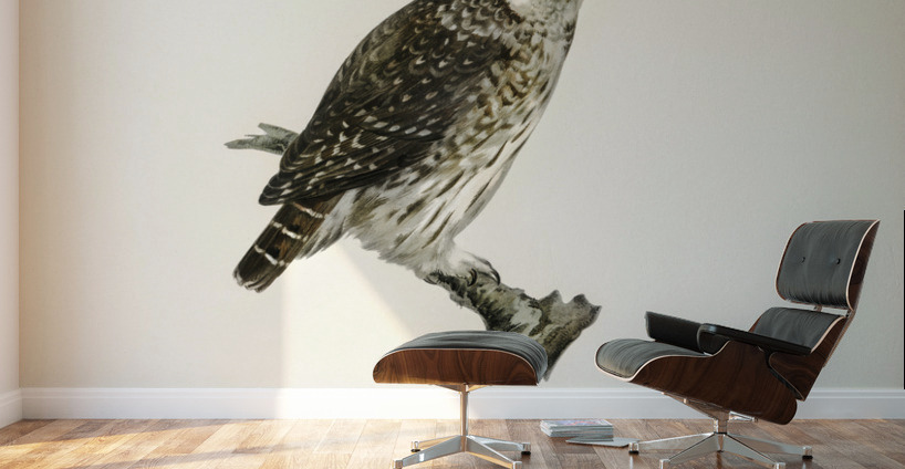 Glaucidium passerinum Wall Murals